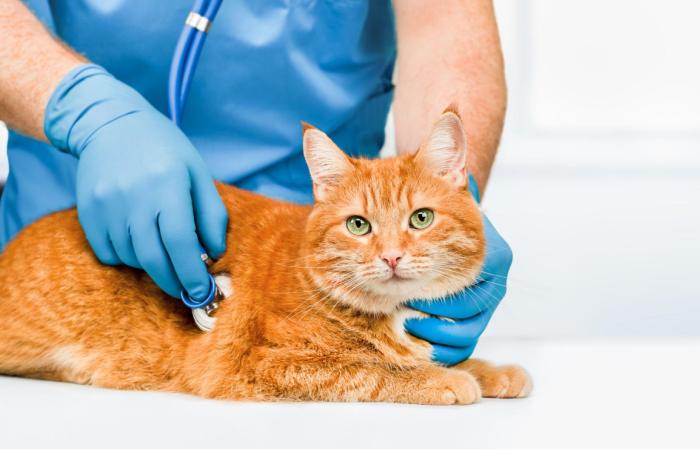 sologatos.org/11-veces-que-su-gato-necesita-atencion-veterinaria-urgente