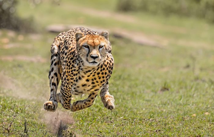 Cheetah Requires An Area Of 100 Sq Km
