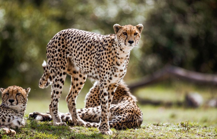 Cheetah Speed And Space rajkotupdates.news_cheetah-magnificent-but-fragile-experts-list-concerns-for-cheetahs