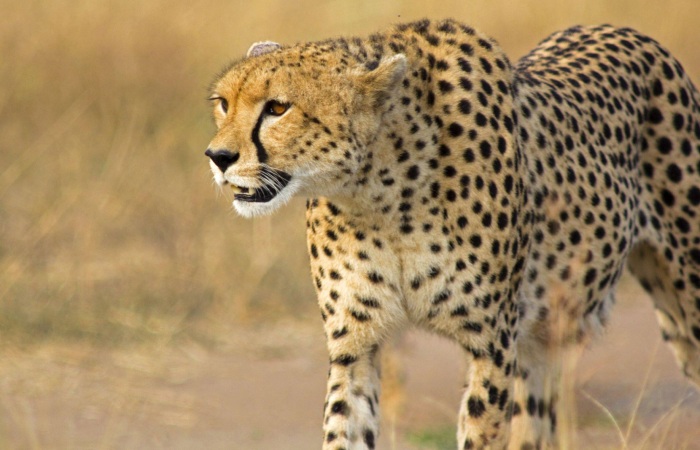 Comparison between the two Cheetah Species