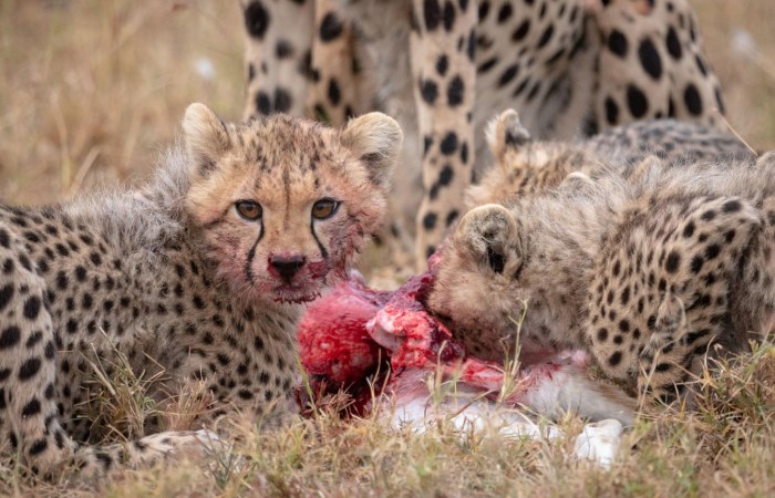 What will they eat_