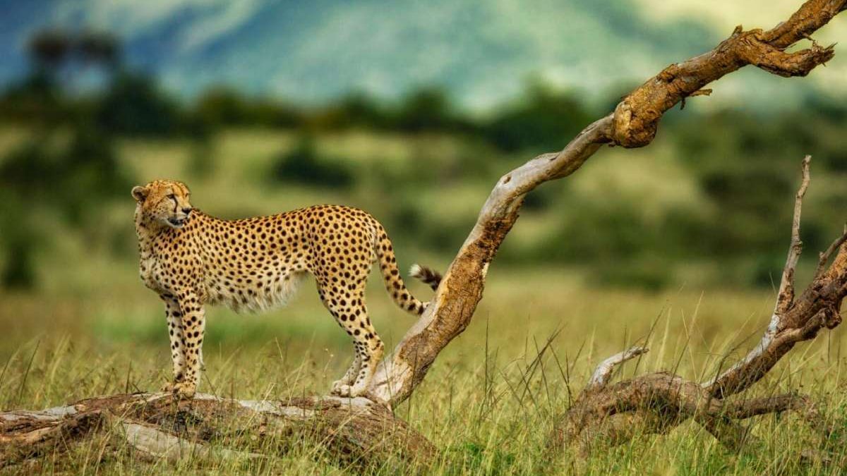 rajkotupdates.news:cheetah-magnificent-but-fragile-experts-list-concerns-for-cheetahs